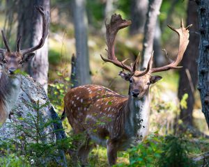 Deer_Hunting_Sweden